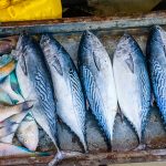如何在露營時運用野炊技巧烹調現釣的魚