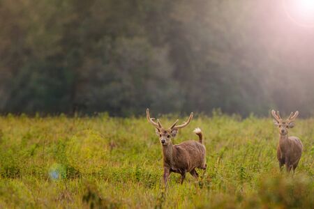 與野生動物和平共處：尊重自然棲息地的露營方式