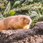 使用聲音與氣味來驅離野生動物的技巧