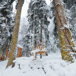 【冬季秘境推薦】暖心泡湯露營＆夢幻雪景營地懶人包